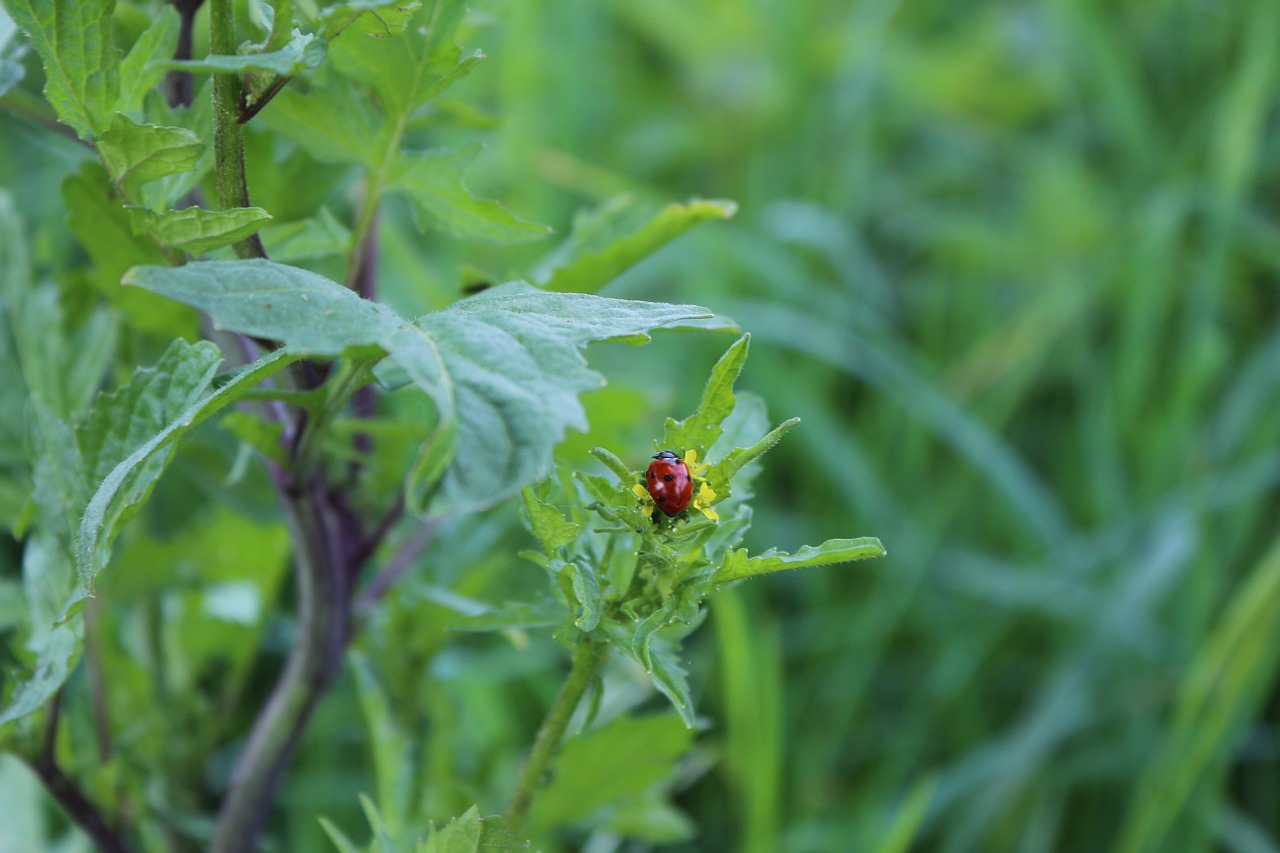 ladybug insect nature free photo