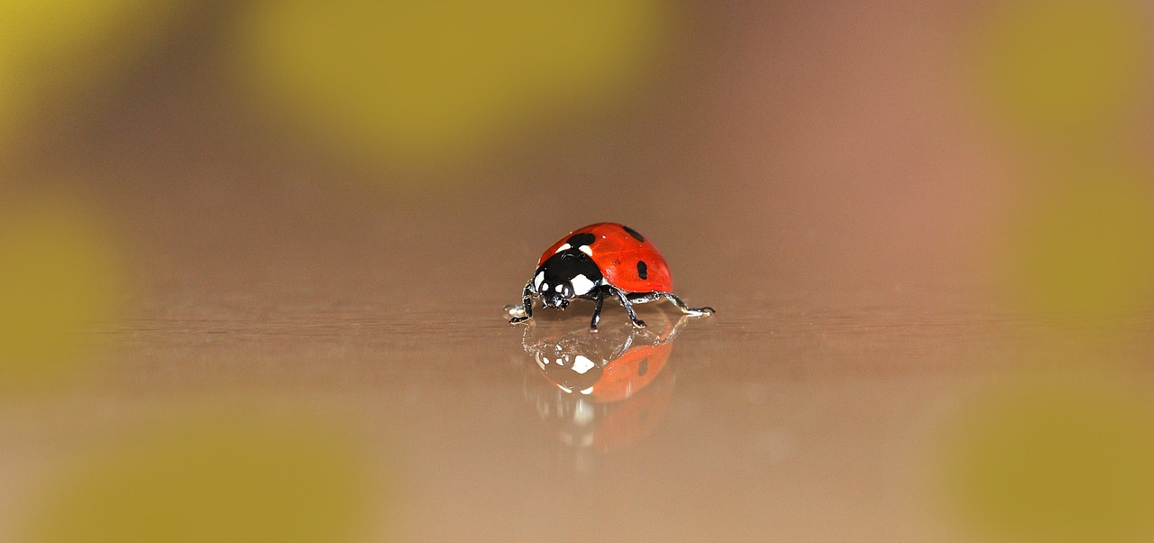 ladybug small beetle free photo