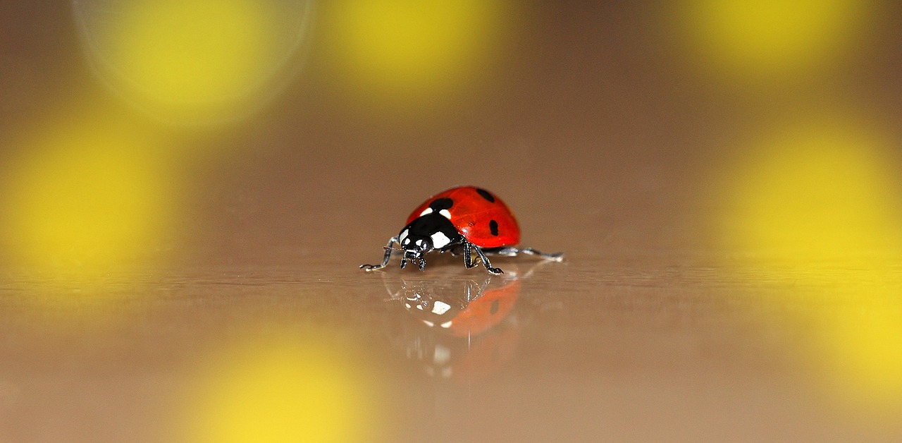 ladybug lucky charm beetle free photo