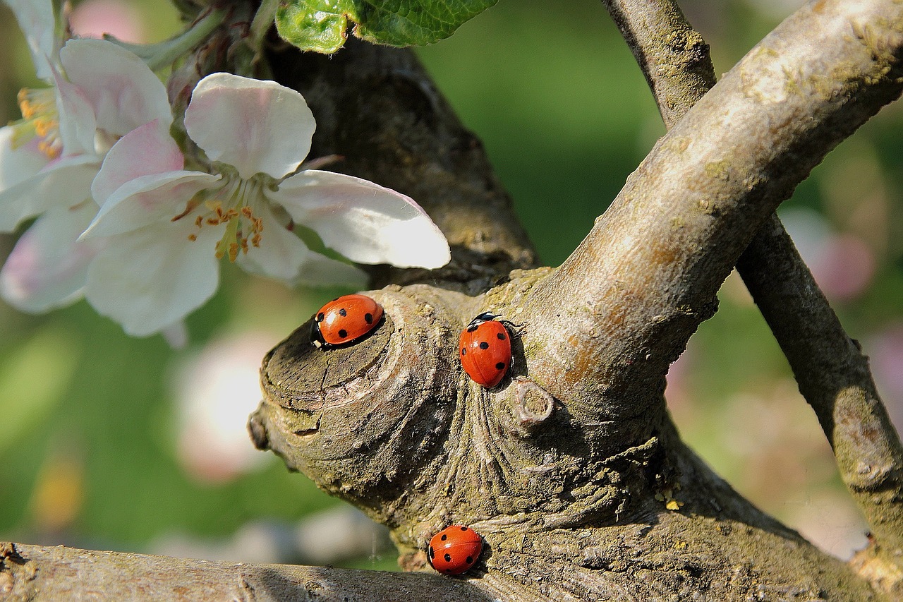 ladybug apple blossom branch free photo