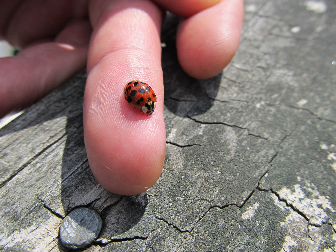 ladybug wood nature free photo