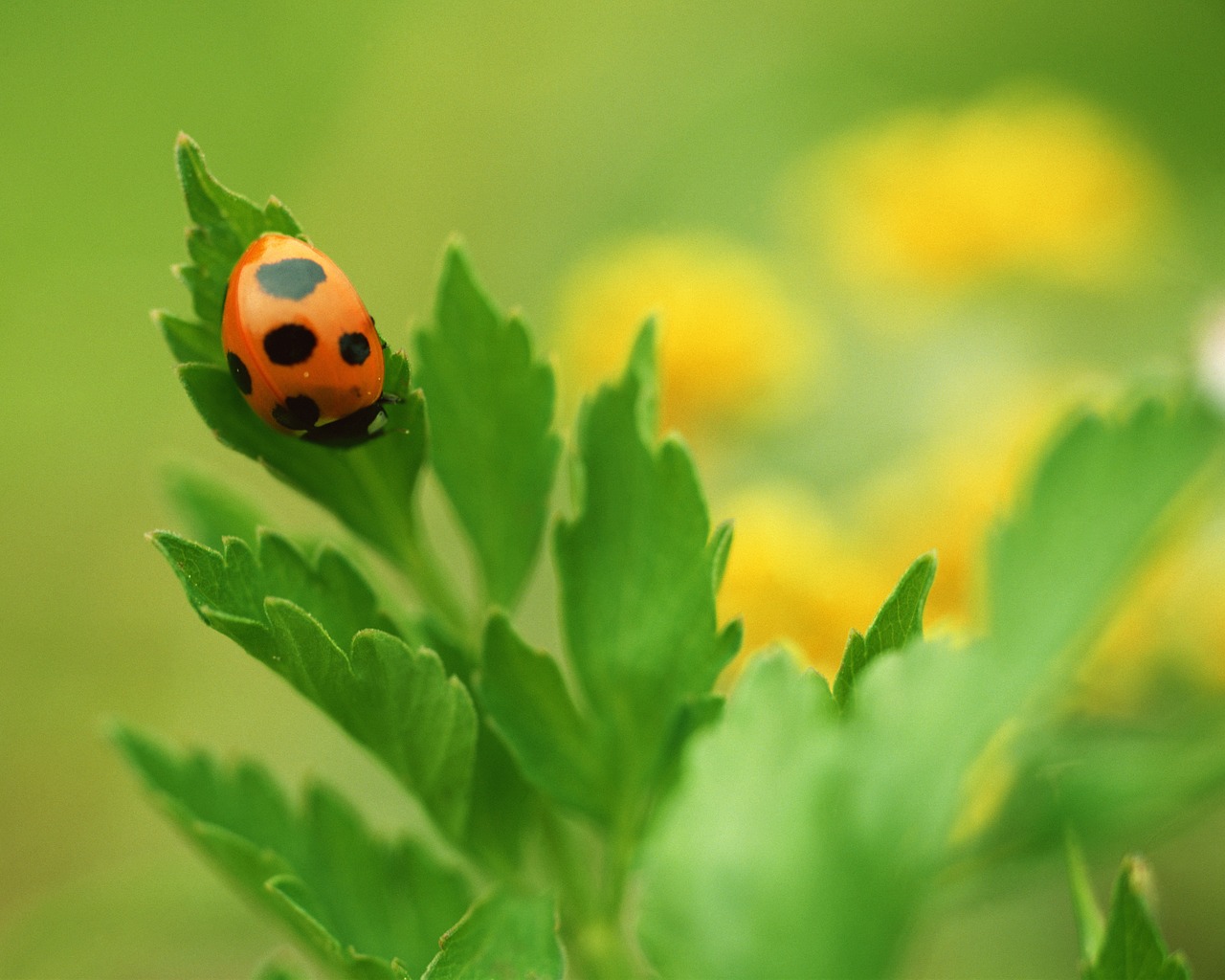 ladybug spring abstract free photo