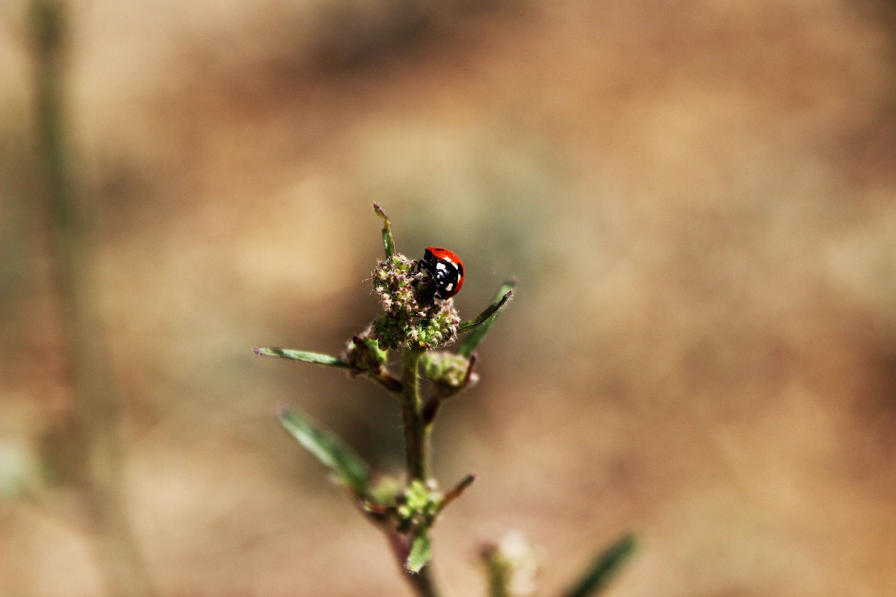 ladybug nature bug free photo