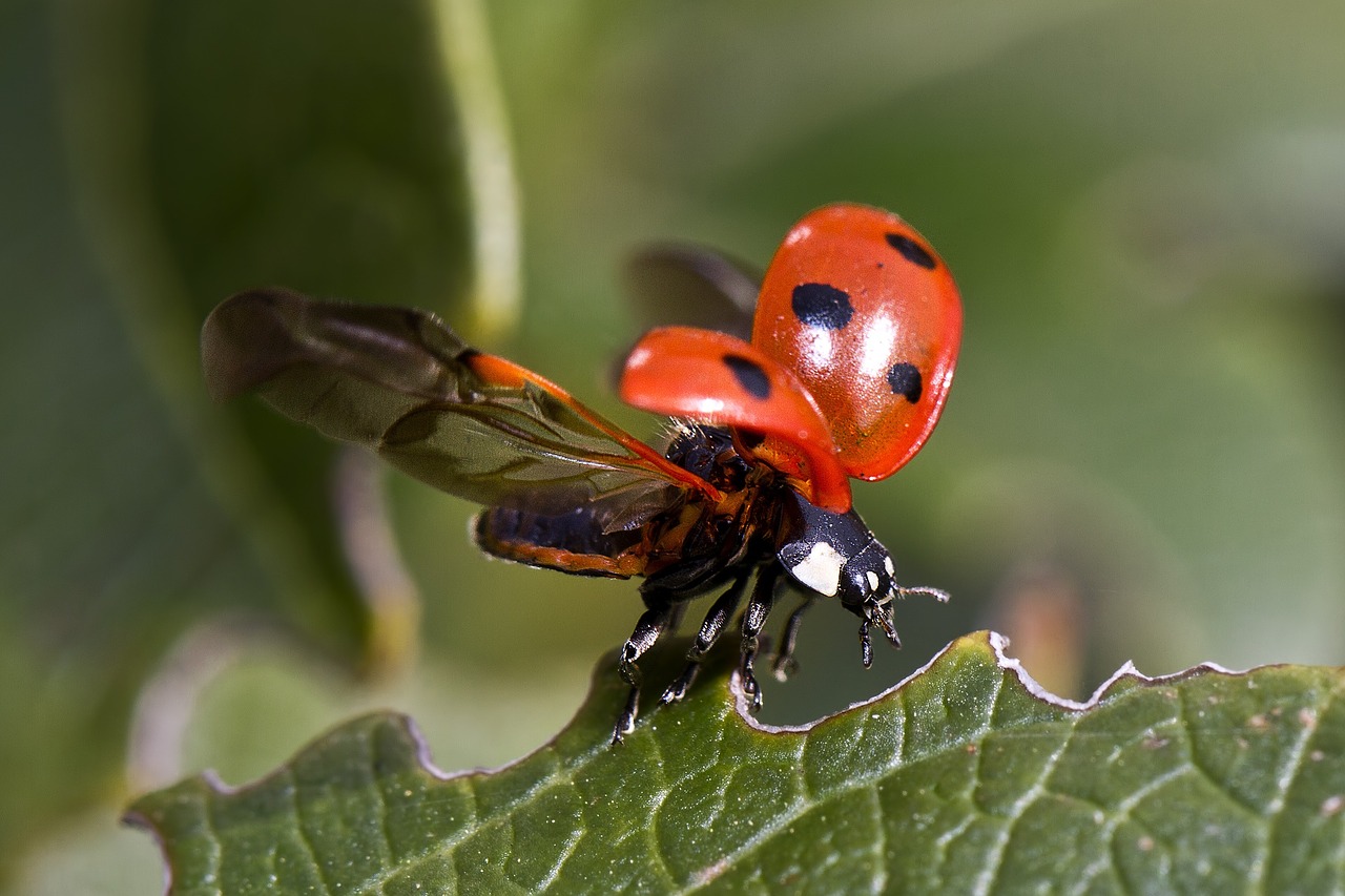 ladybug flight beetle free photo