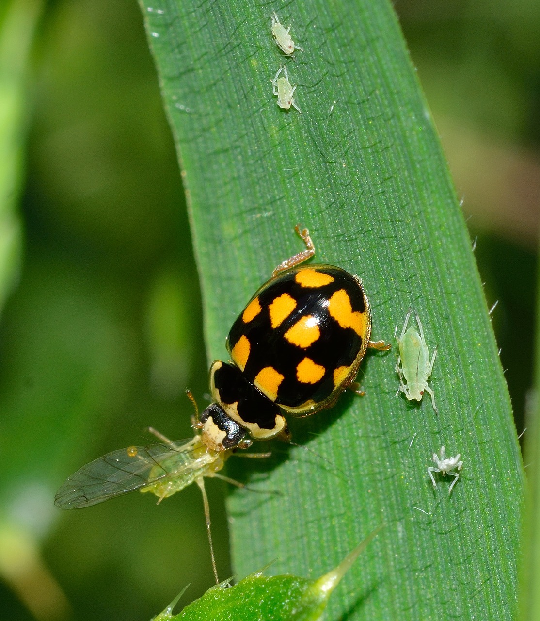 ladybug beetles the trilogy free photo