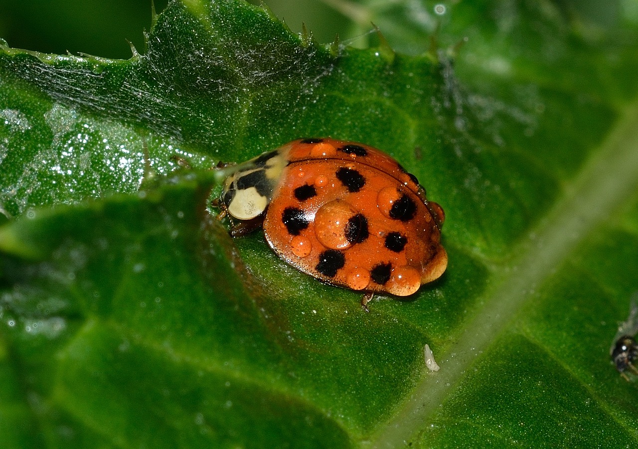 ladybug beetles cocinella free photo