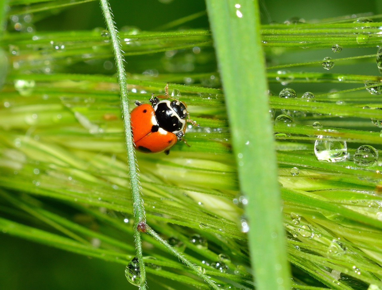 ladybug insects beetles free photo