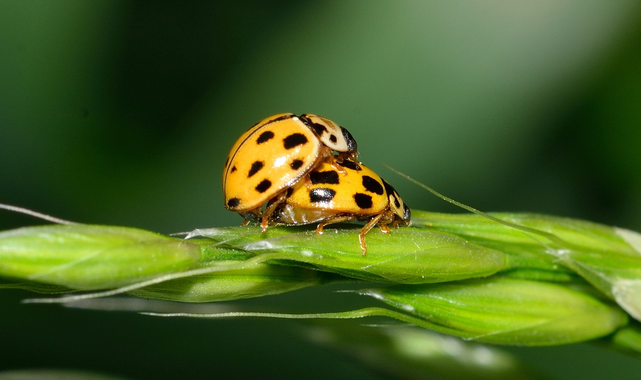 ladybug insect beetles free photo