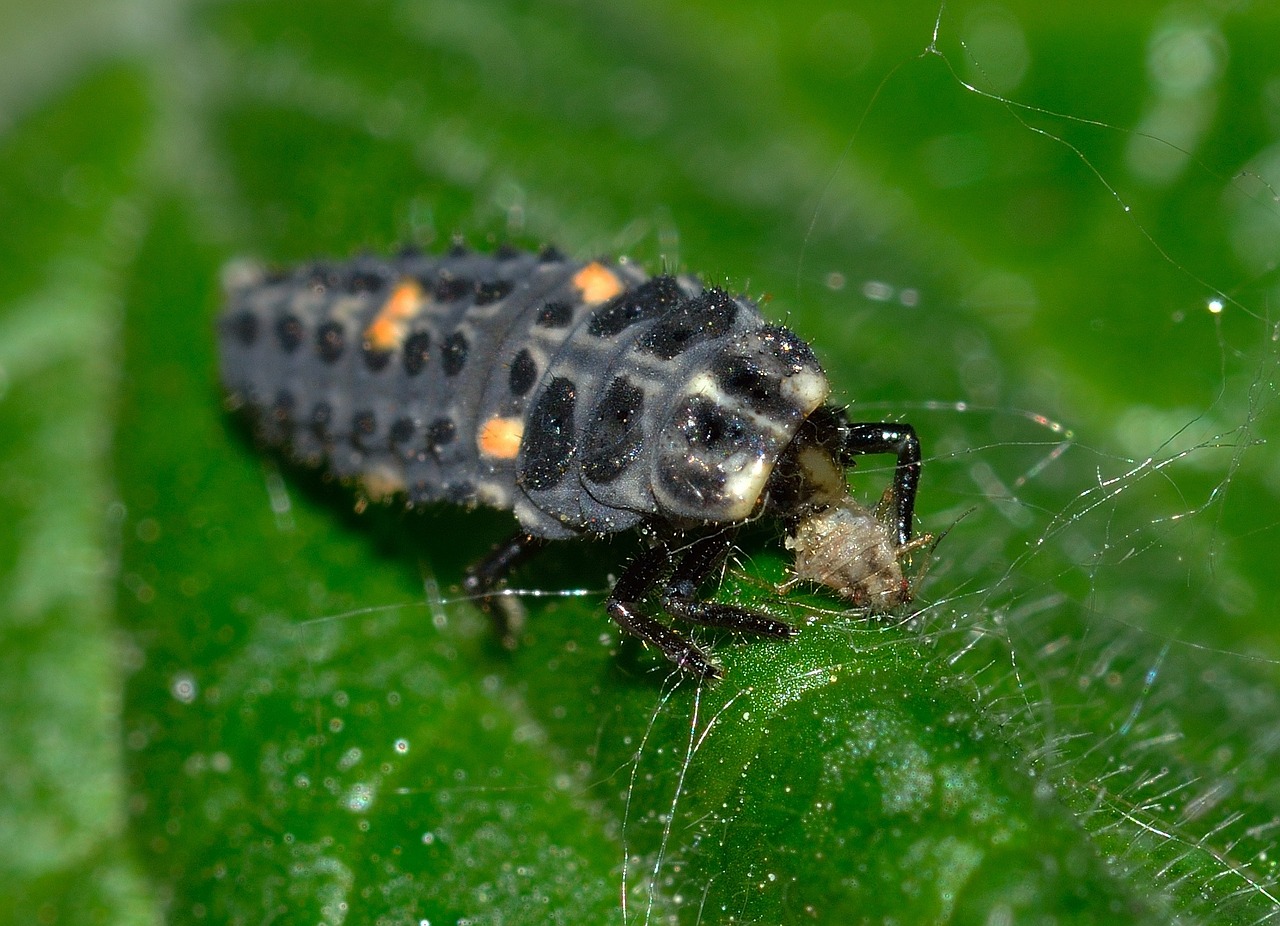 ladybug sectepuntata larva free photo