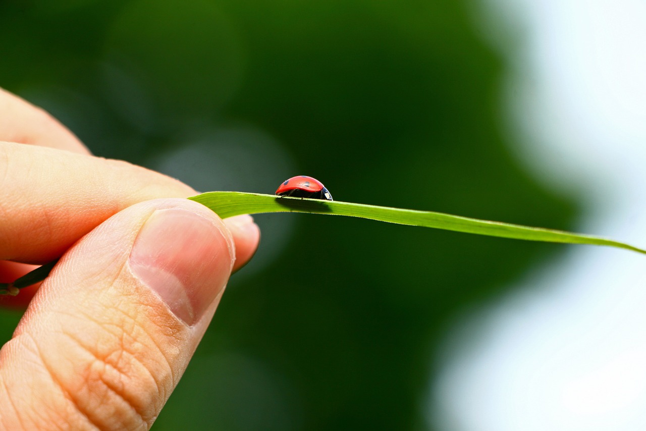 ladybug sheet nature free photo