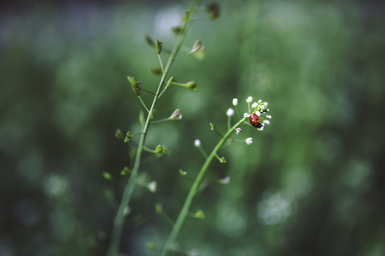 ladybug plant green free photo