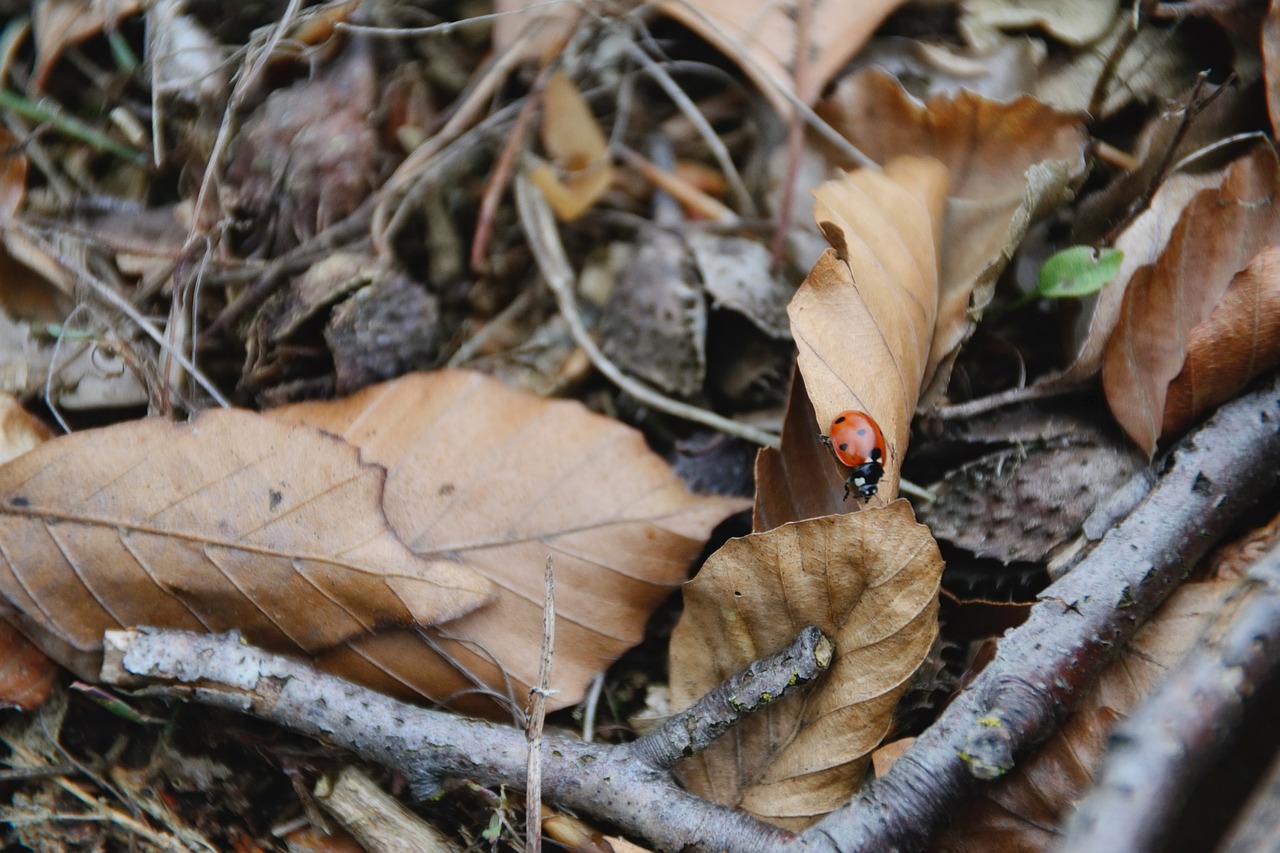 ladybug leaves autumn free photo
