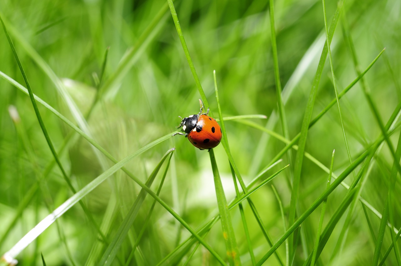 ladybug insect nature free photo