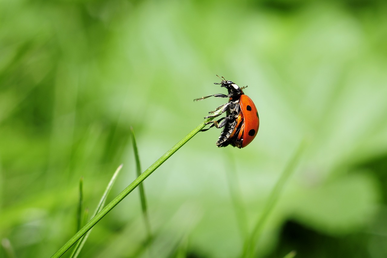 ladybug insect nature free photo