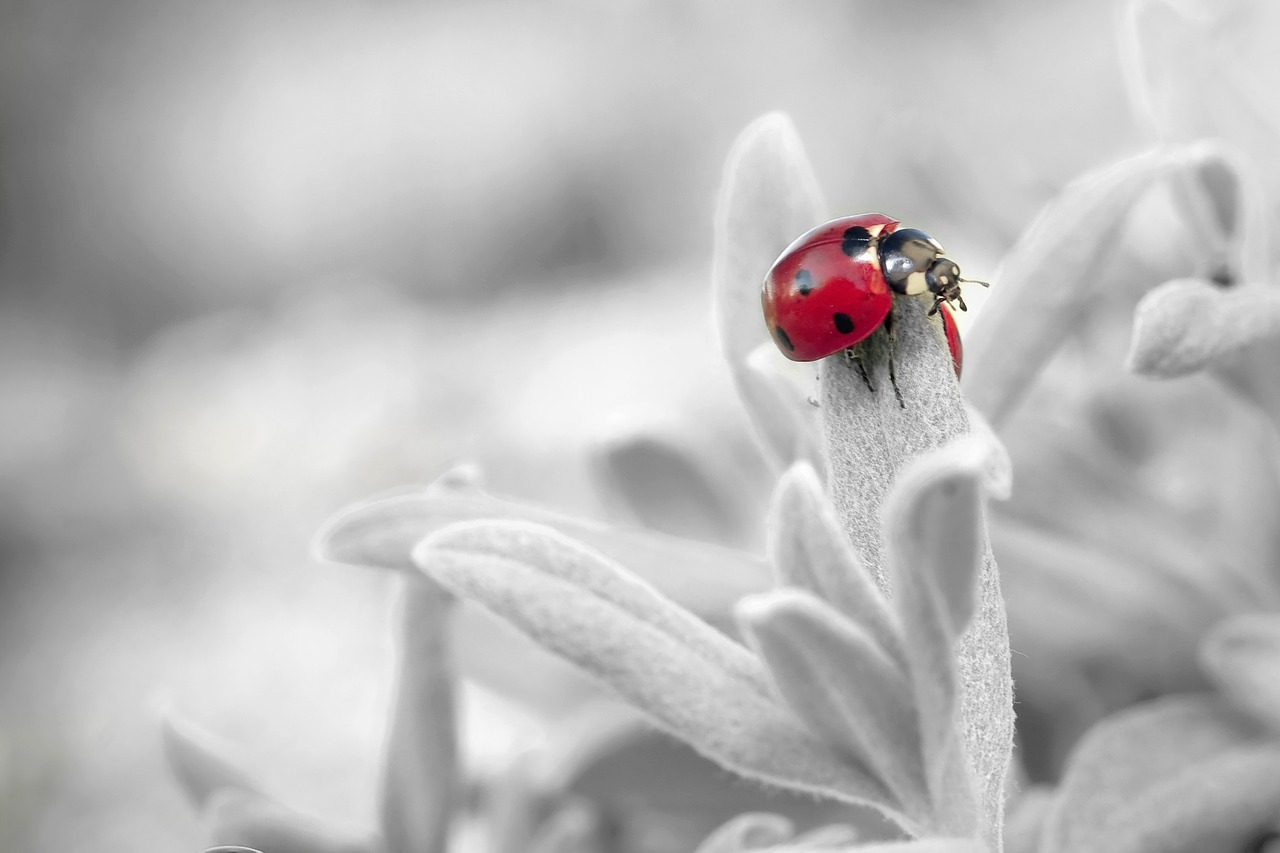 ladybug insect nature free photo