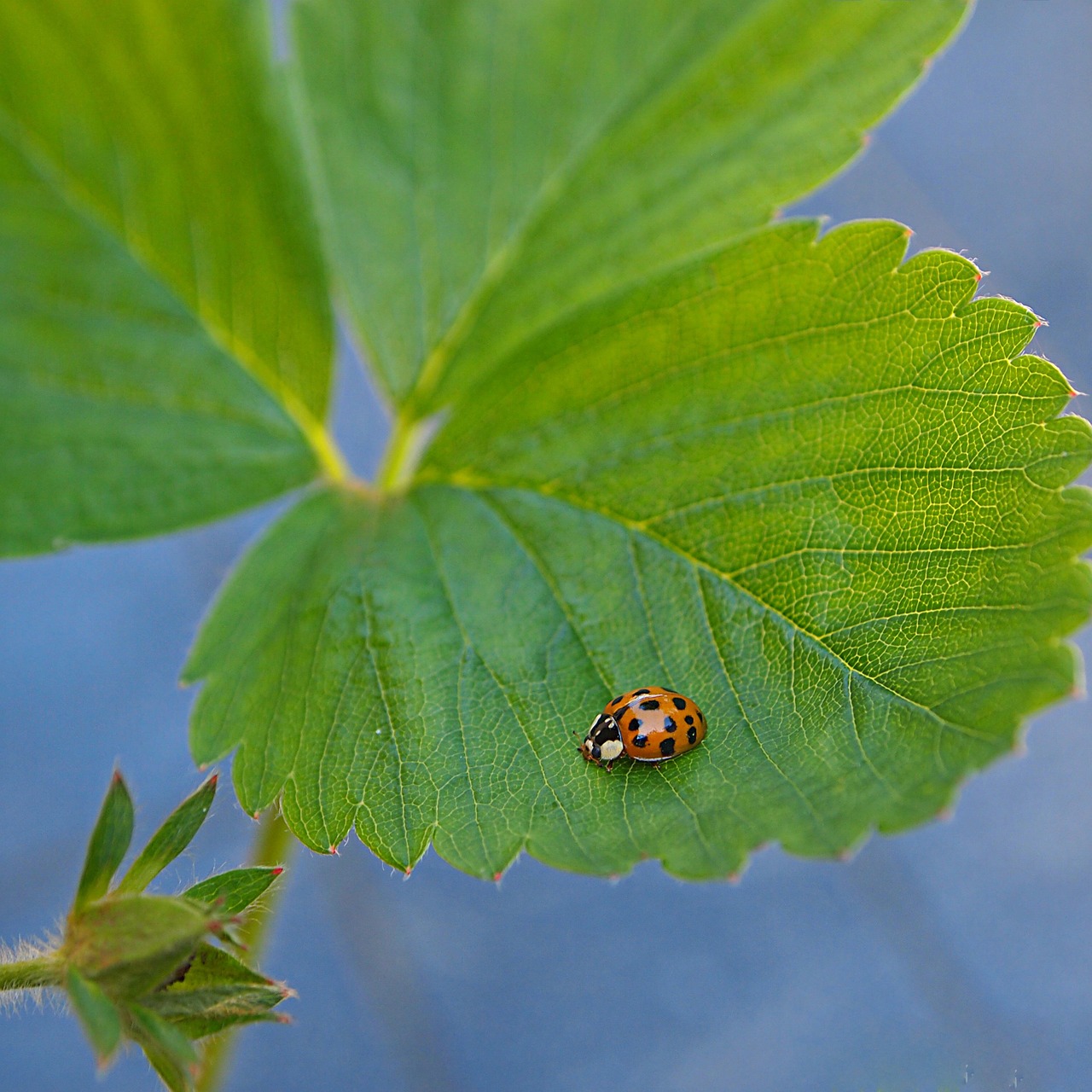 ladybug leaves strawberry plant free photo