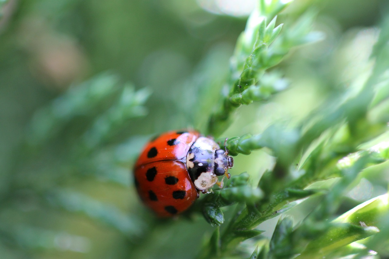 ladybug insect nature free photo