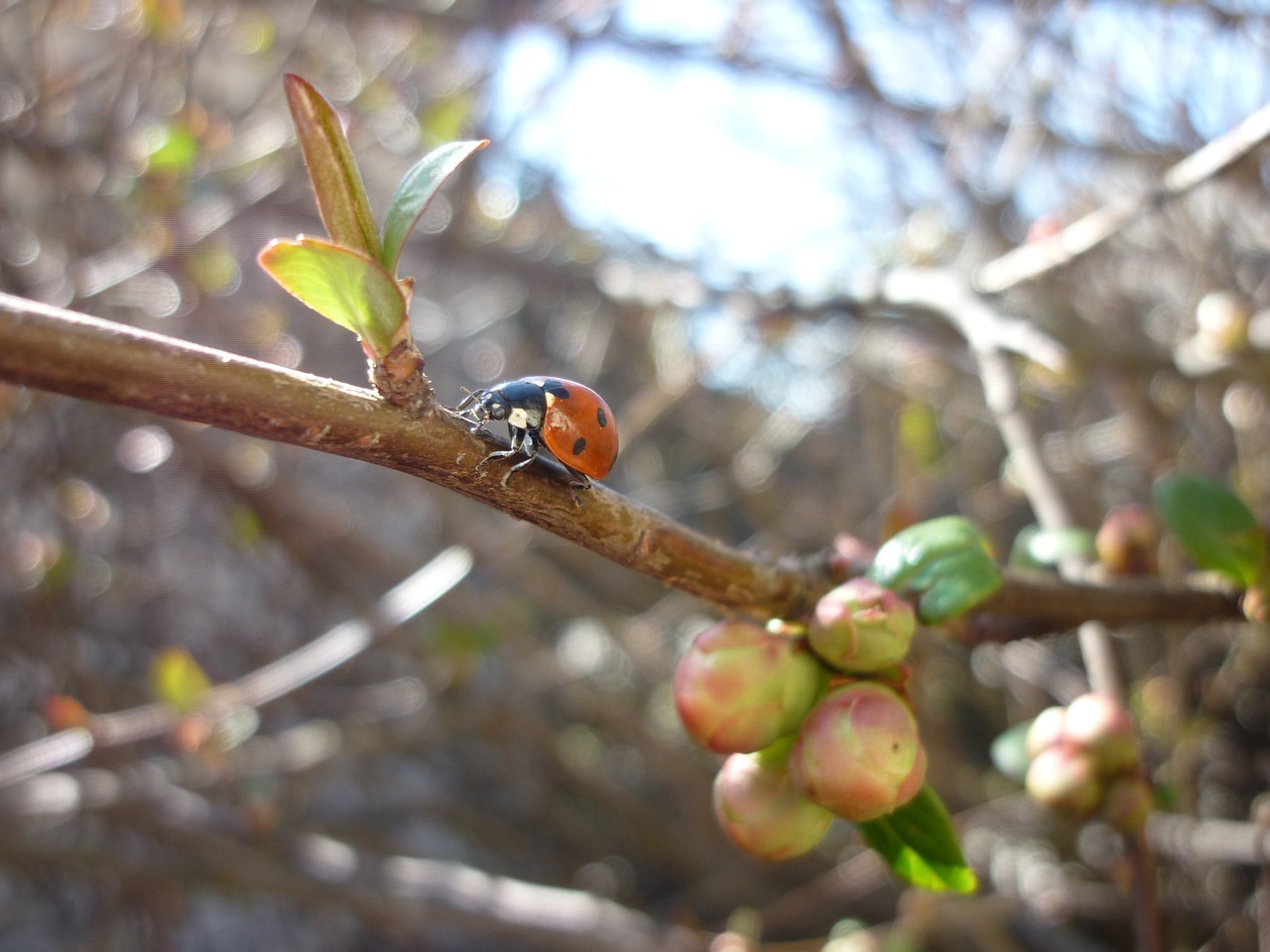 ladybug spring japanese quince free photo