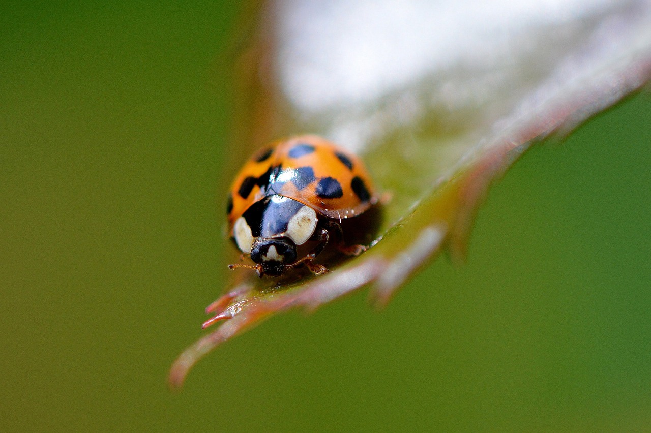 ladybug close insect free photo