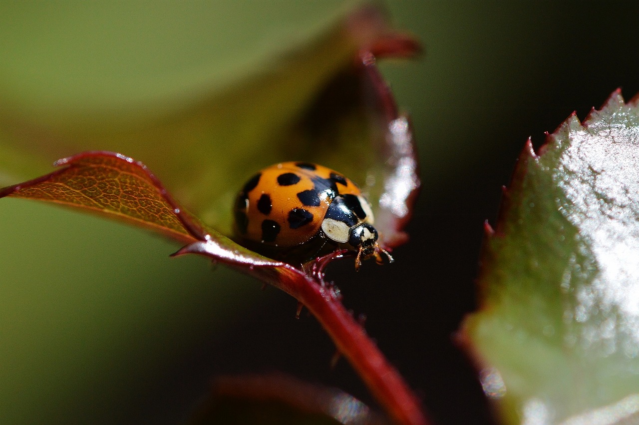 ladybug close insect free photo