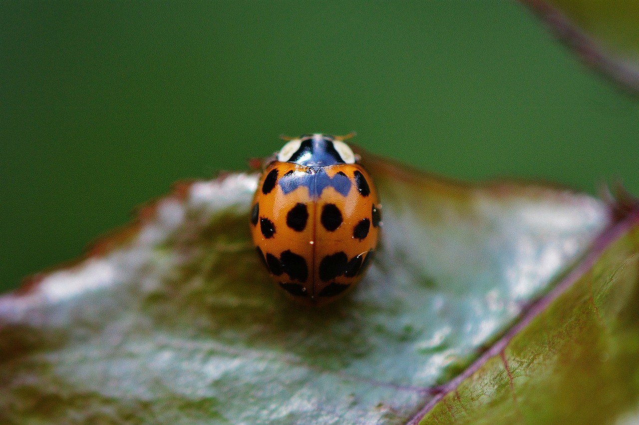 ladybug close insect free photo