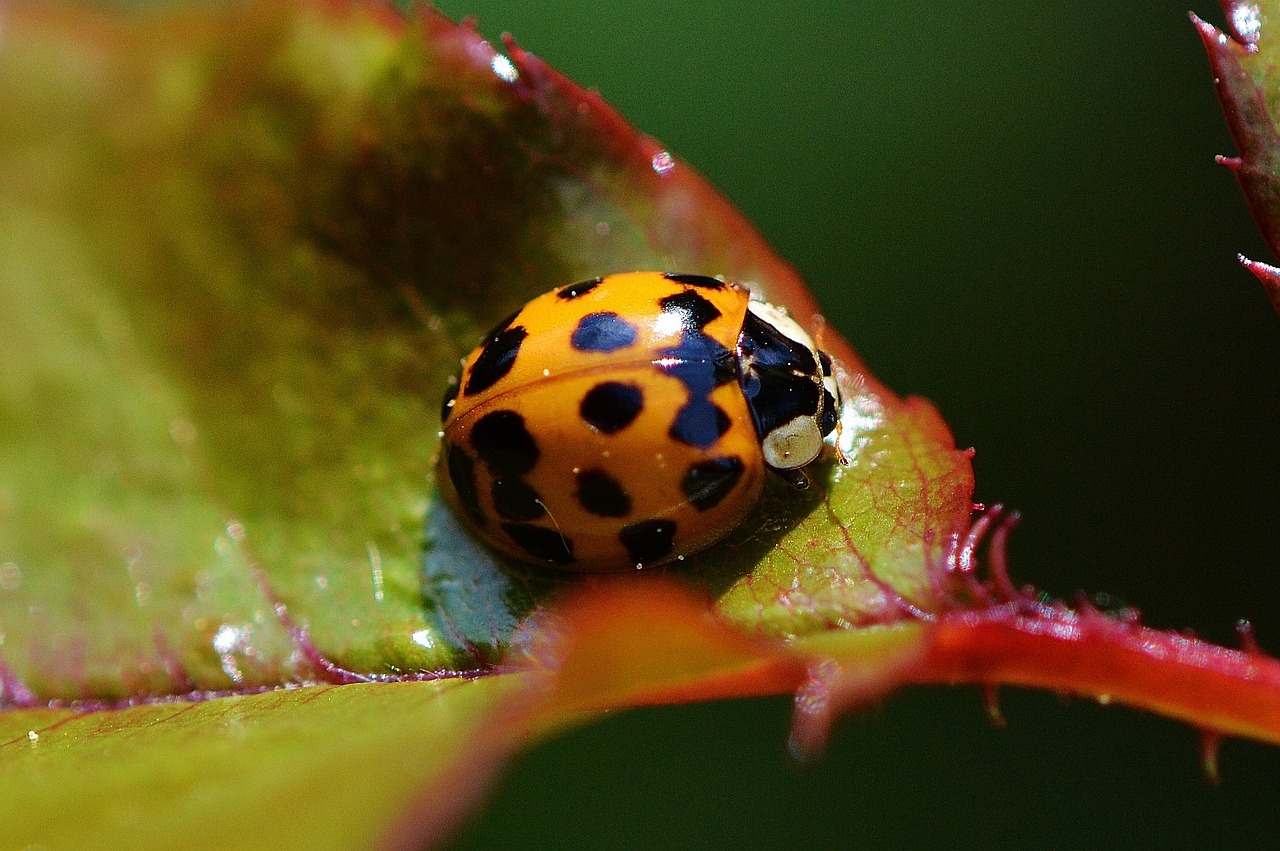 ladybug close insect free photo