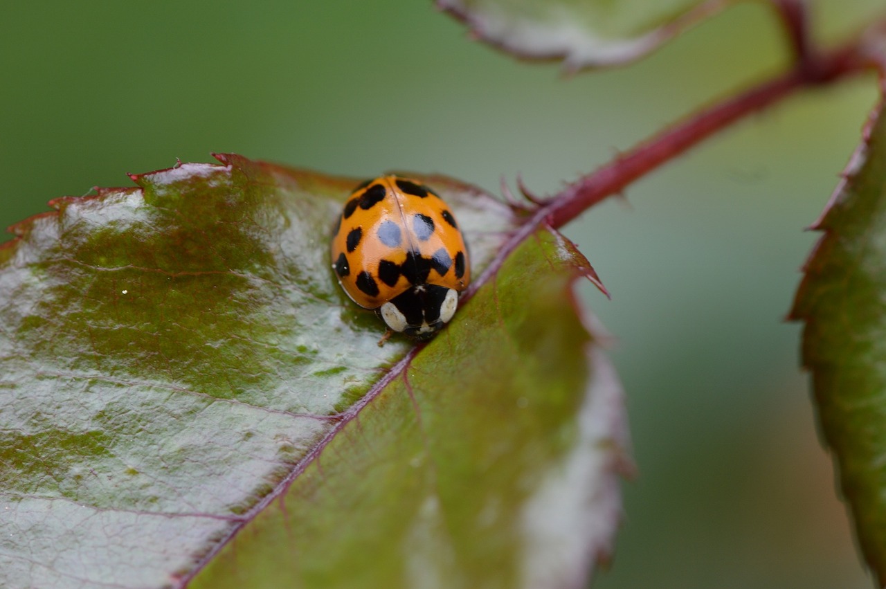 ladybug close insect free photo