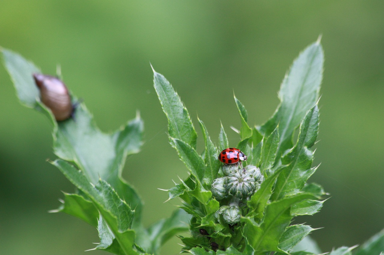ladybug thistle green free photo