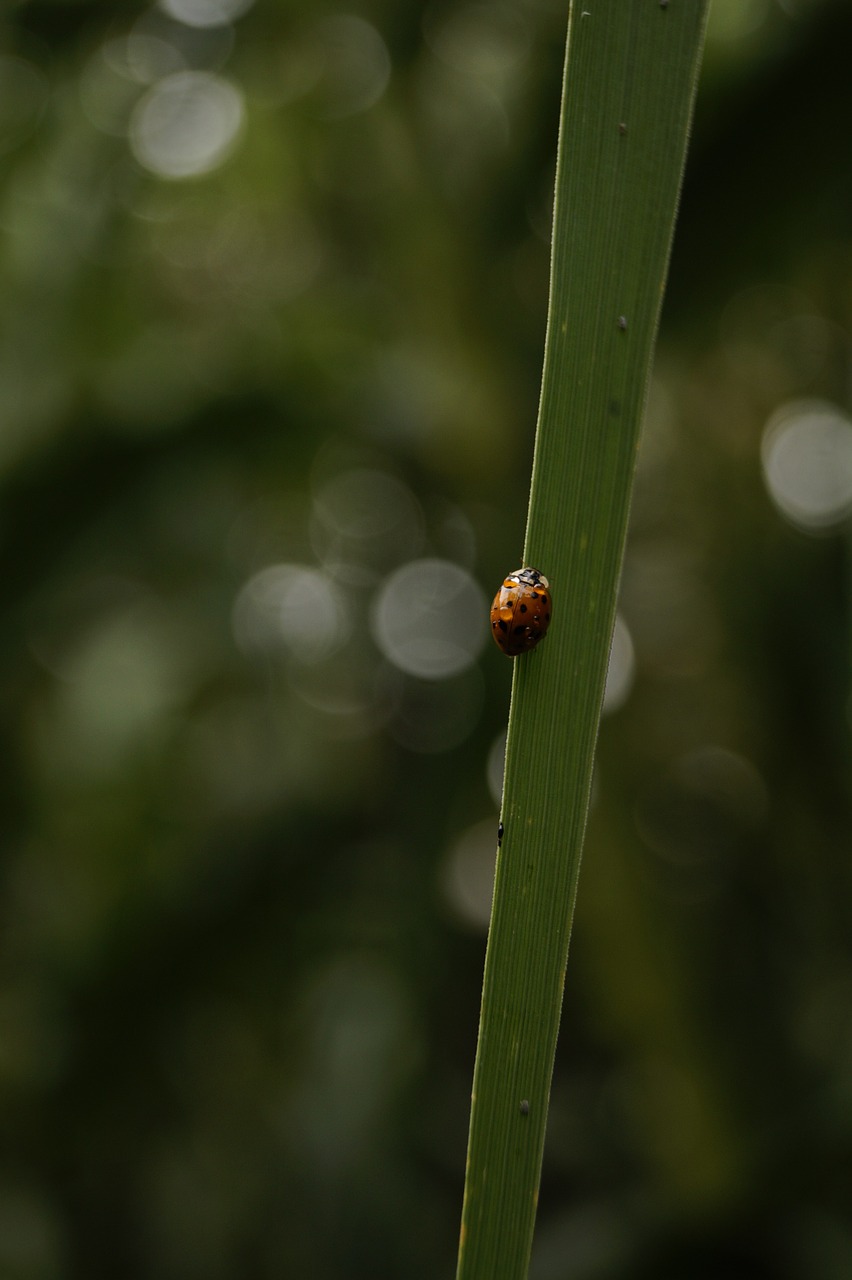 ladybug foliage after the rain free photo