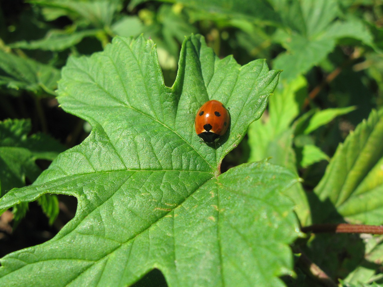 ladybug letter nature free photo