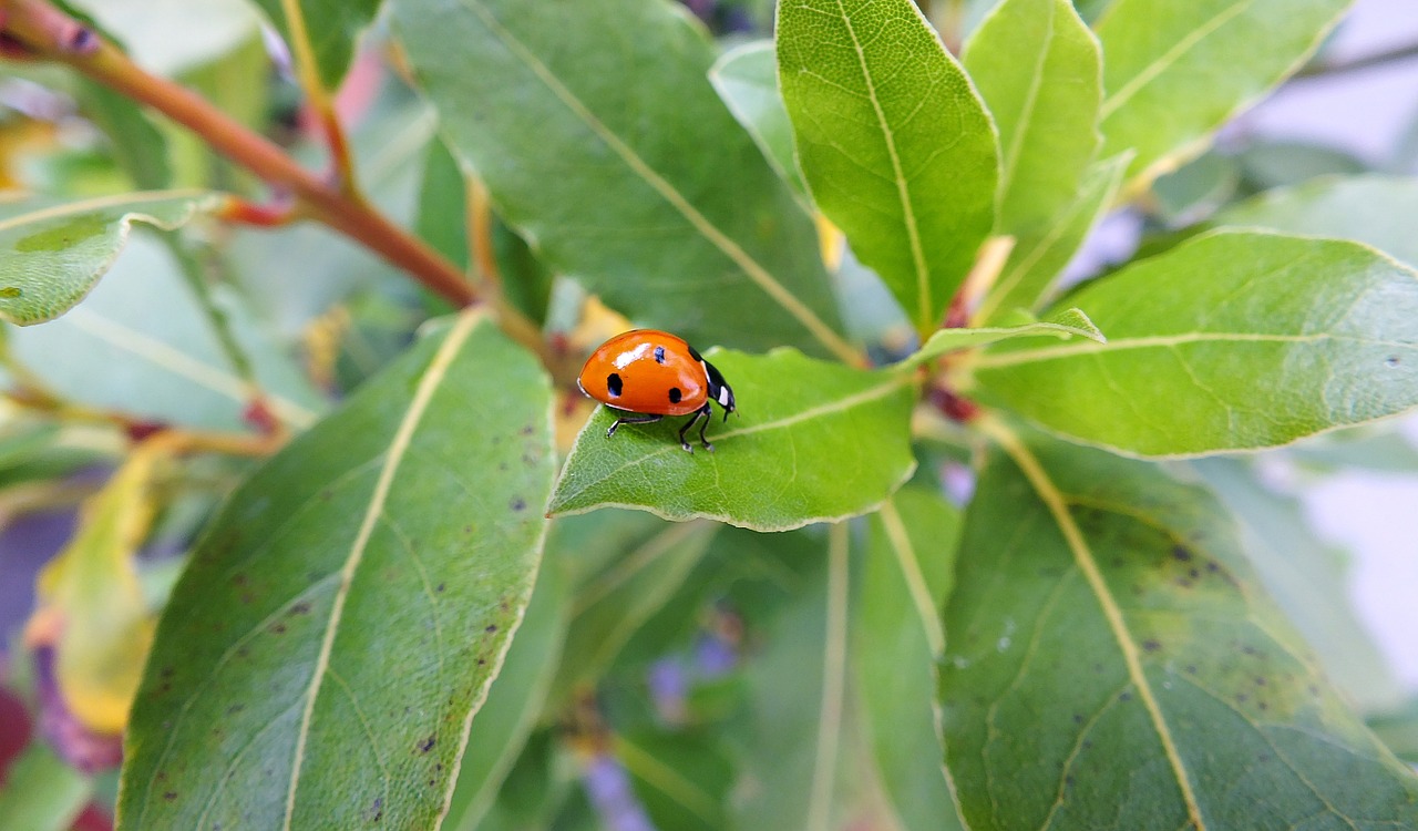 ladybug green leaf free photo