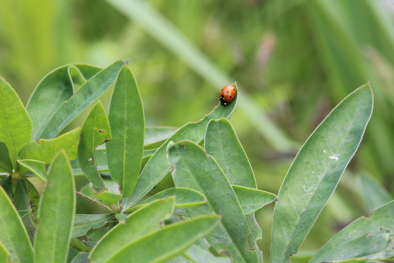 ladybug plant nature free photo