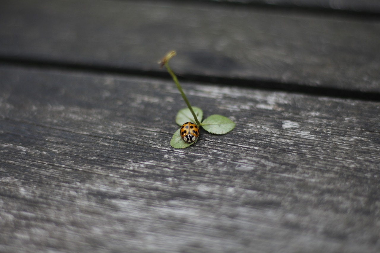 ladybug red four leaf clover free photo