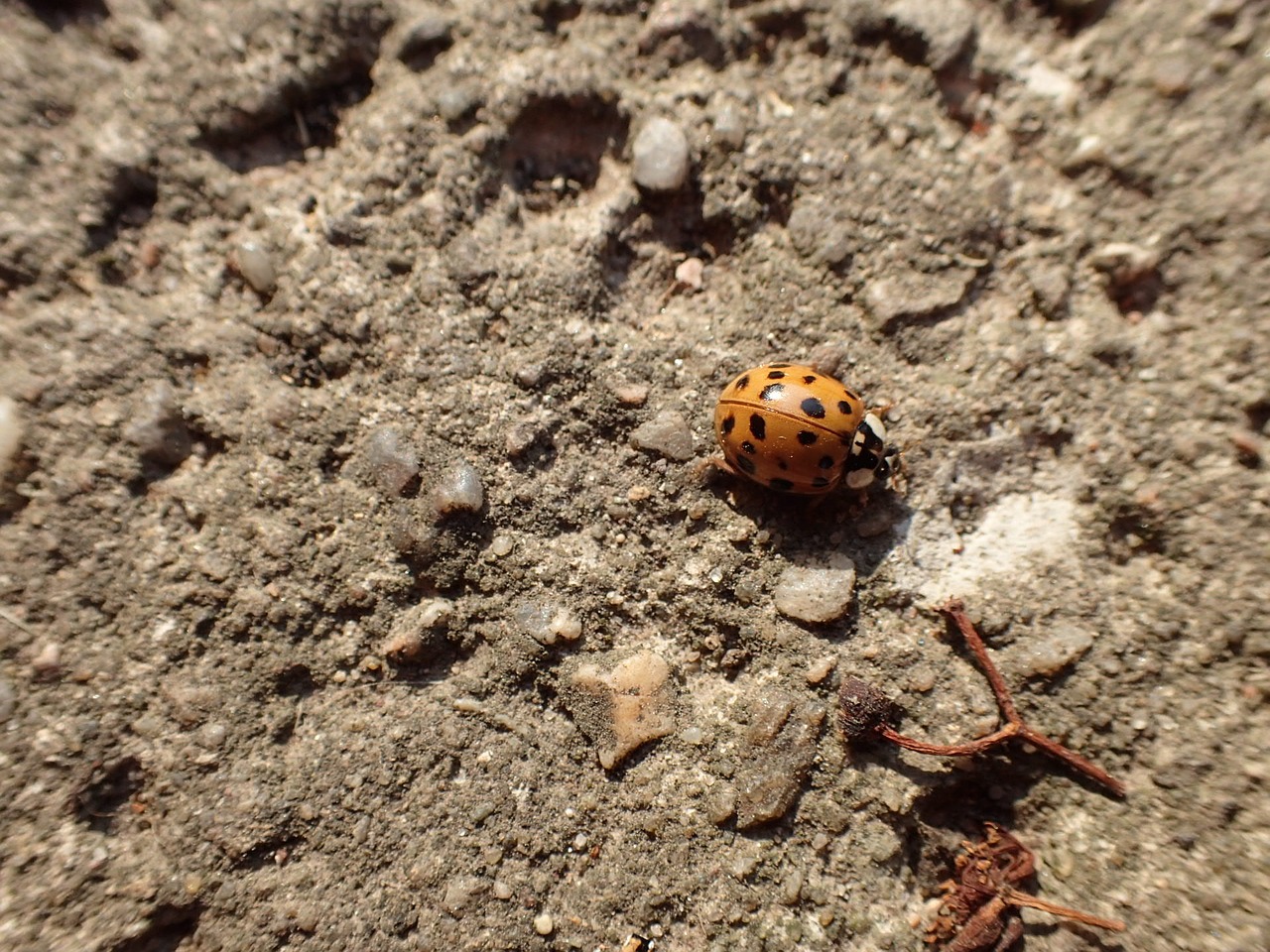 ladybug beetle yellow free photo