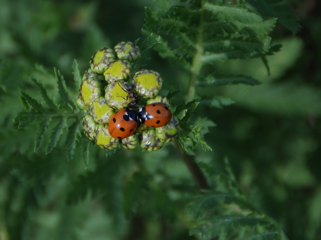 ladybug nature lucky charm free photo