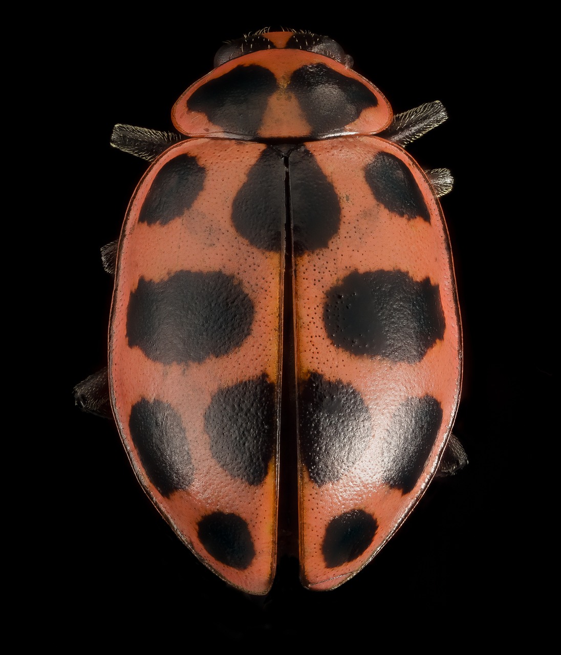 ladybug spotted lady beetle macro free photo