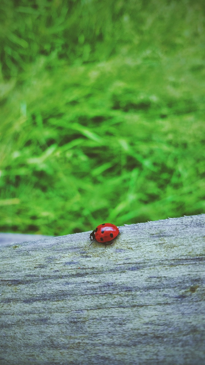 ladybug ladybird insect free photo