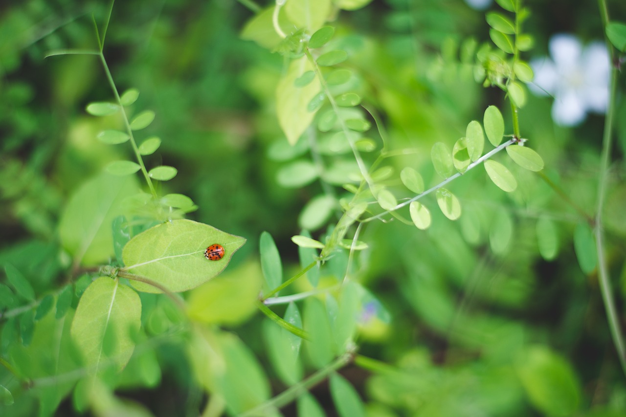 ladybug leaves plants free photo