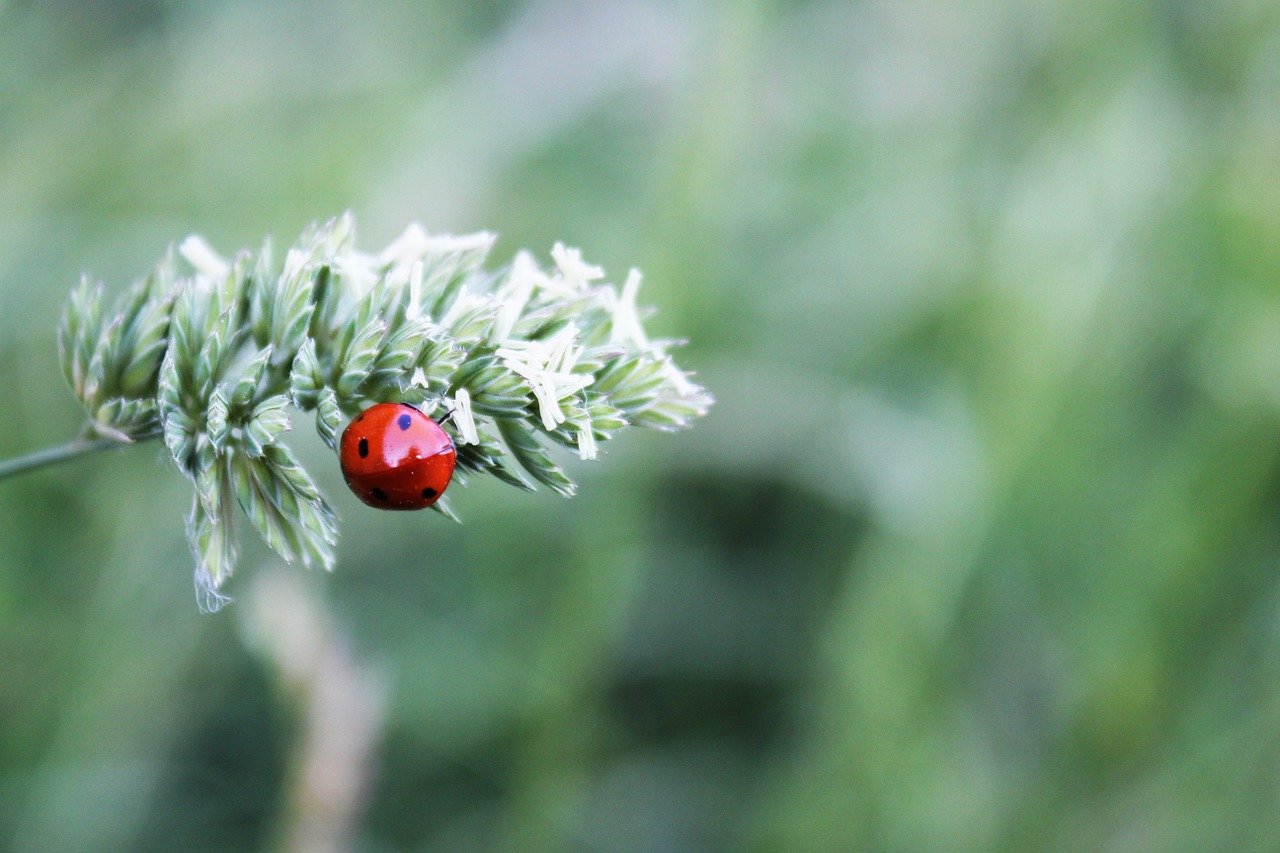 ladybug insect nature free photo