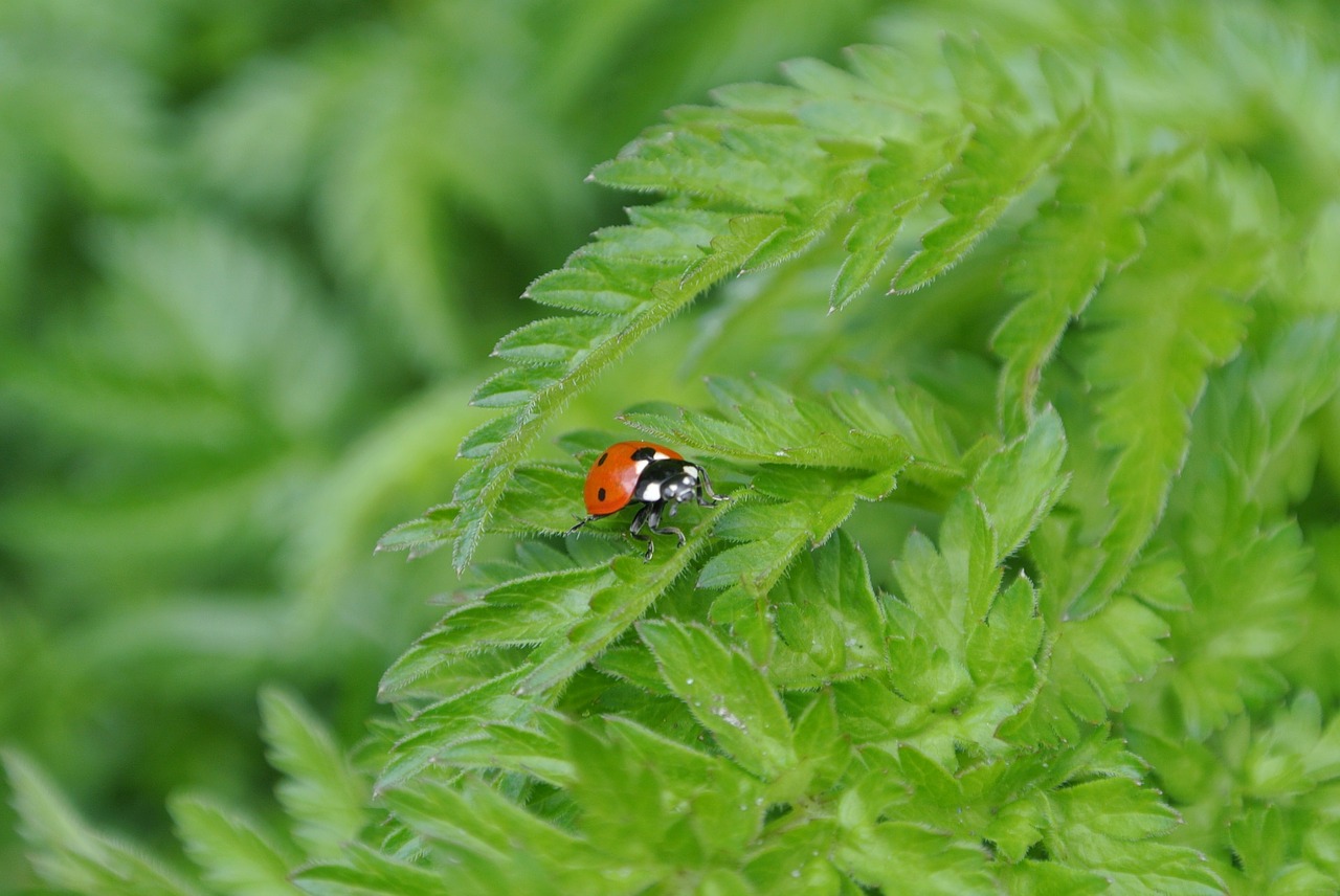 ladybug plant insect free photo