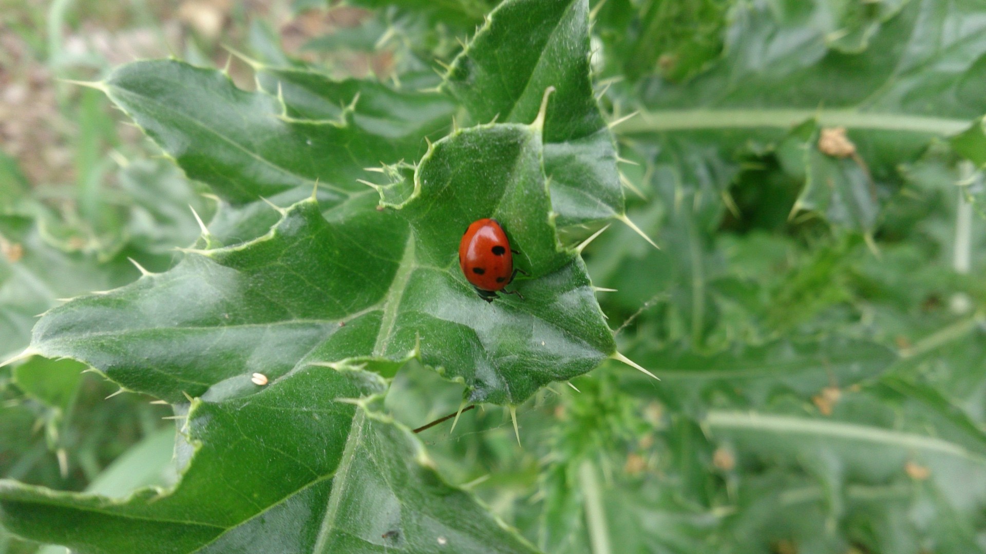 close up ladybug free photo