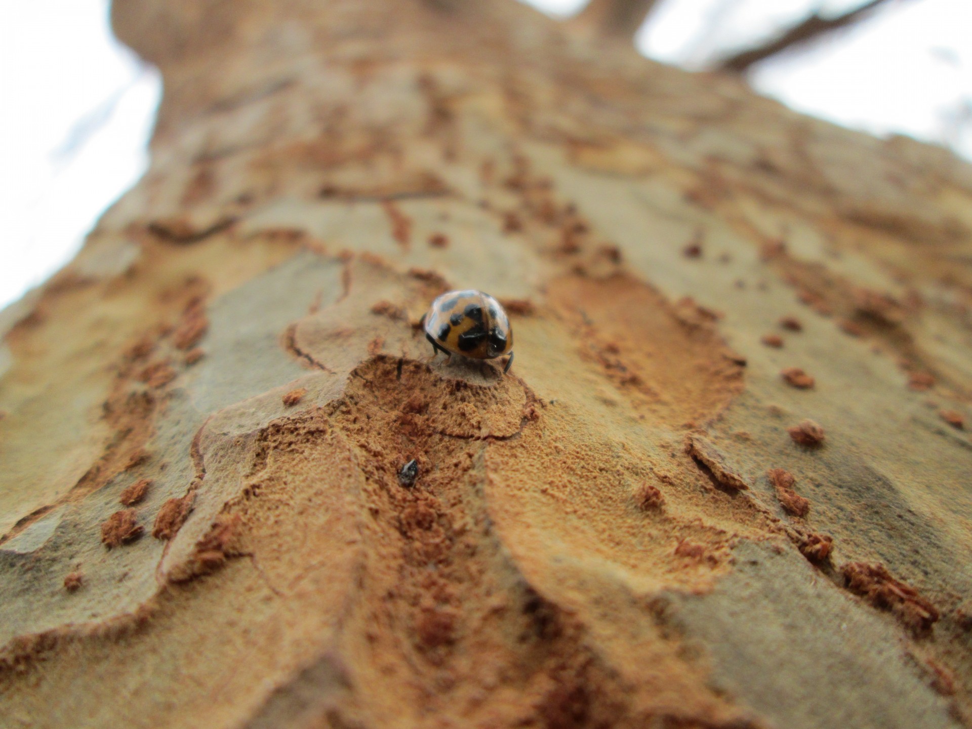 ladybug insect macro free photo