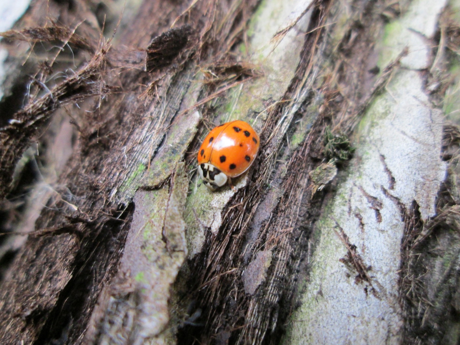 ladybug insect macro free photo