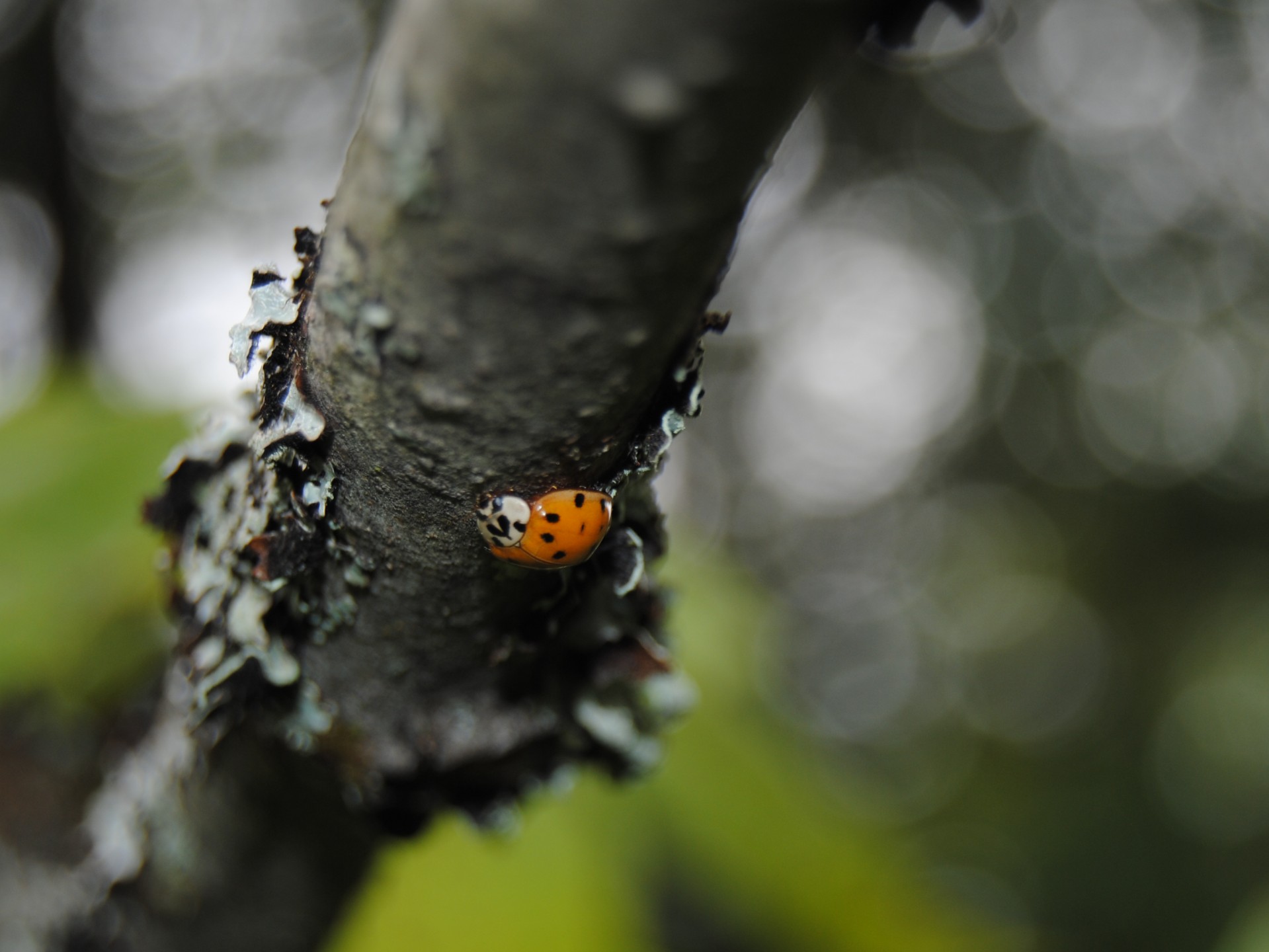 ladybug insect branch free photo