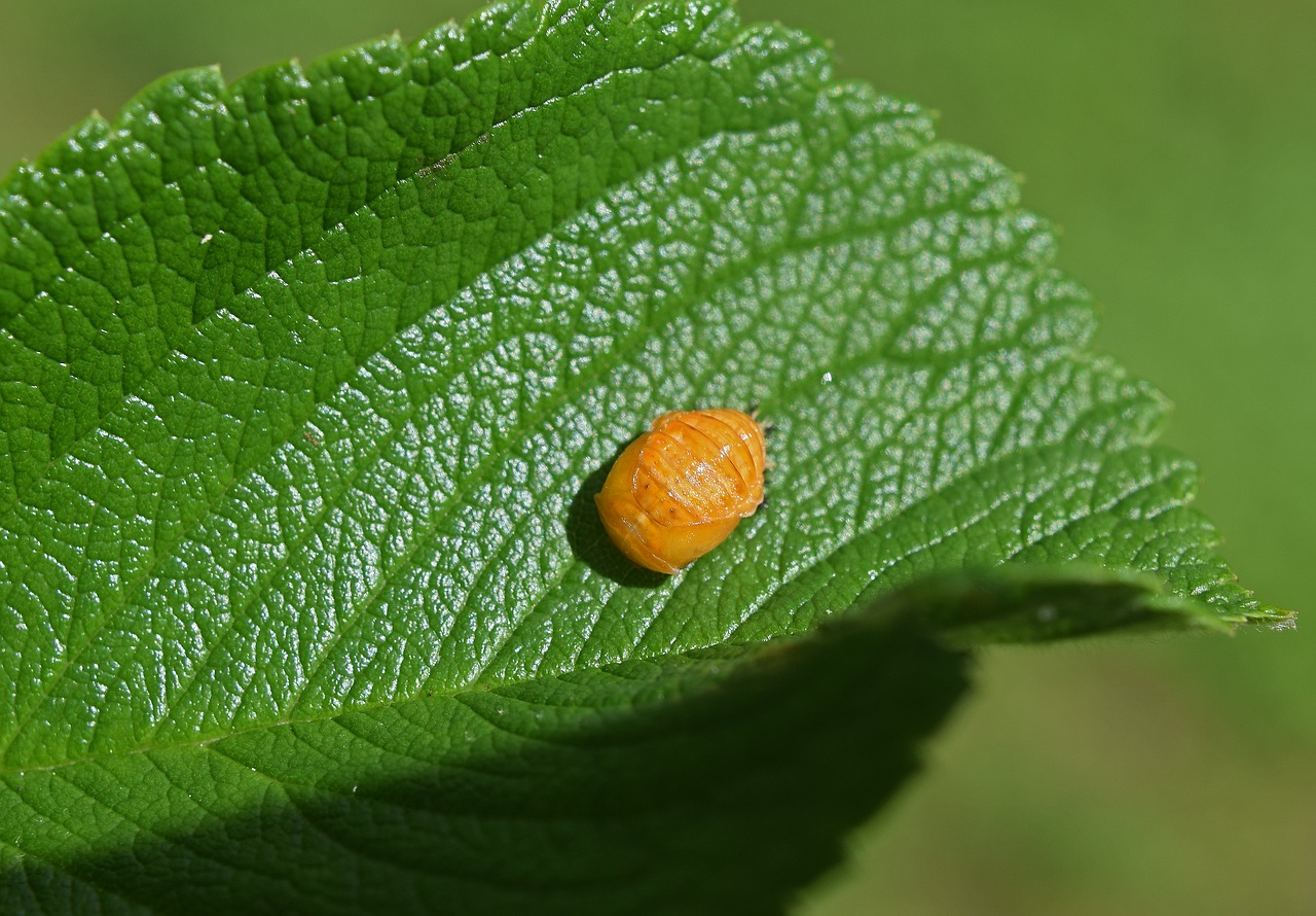 ladybug pupa leaf underside close-up free photo