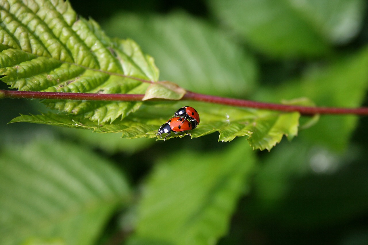 ladybugs green sheet free photo