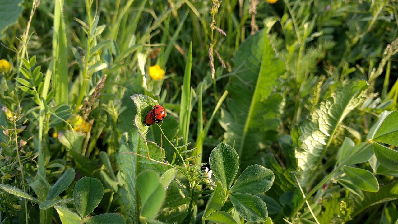 ladybugs food agriculture free photo