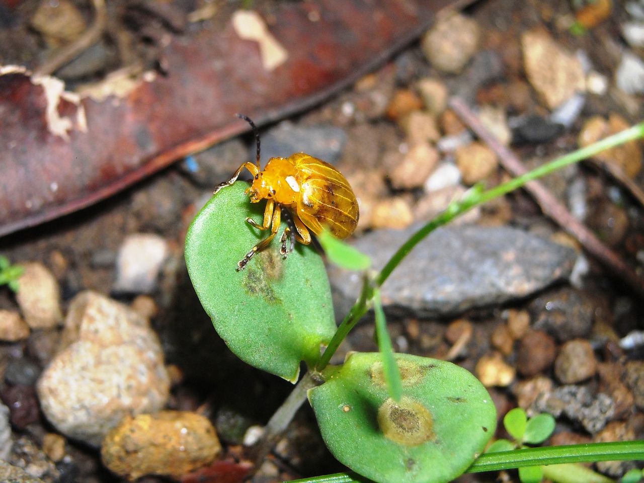 ladybugs yellow insects free photo