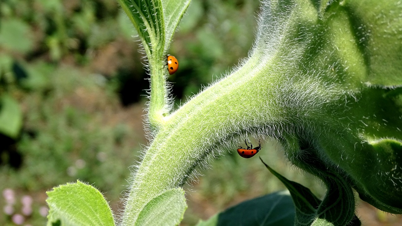 ladybugs  sunflowers  beetles free photo