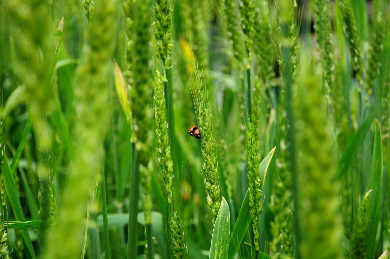 ladybugs  wheat  biodiversity free photo